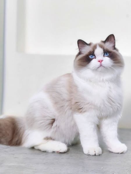Ragdoll