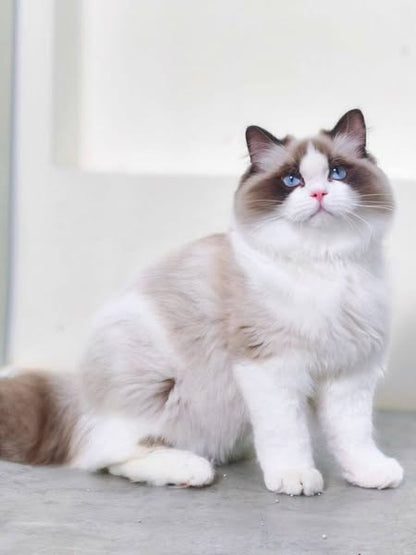 Ragdoll