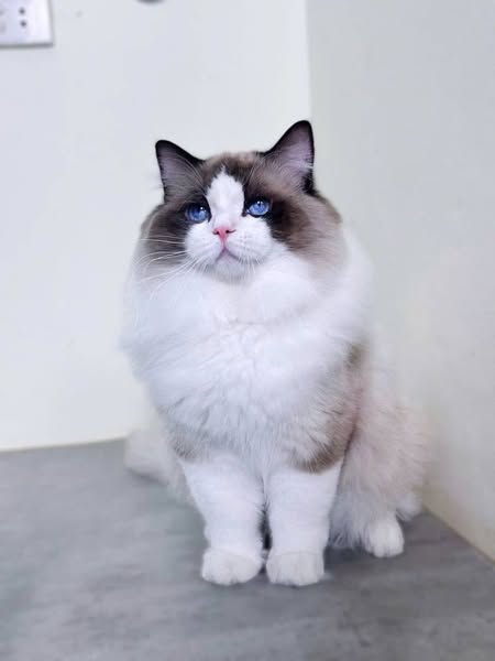 Ragdoll