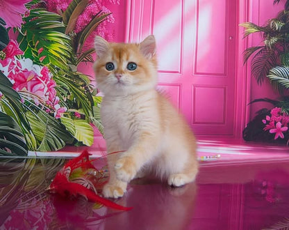 British Shorthair