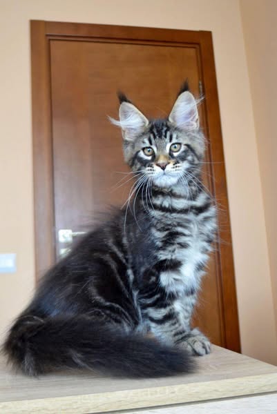 Maine Coon