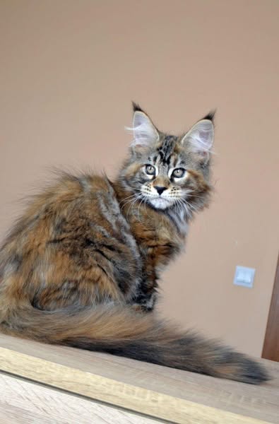 Maine Coon
