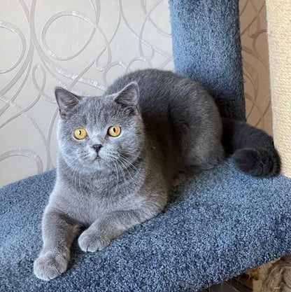 British Shorthair