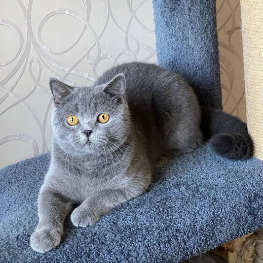 British Shorthair