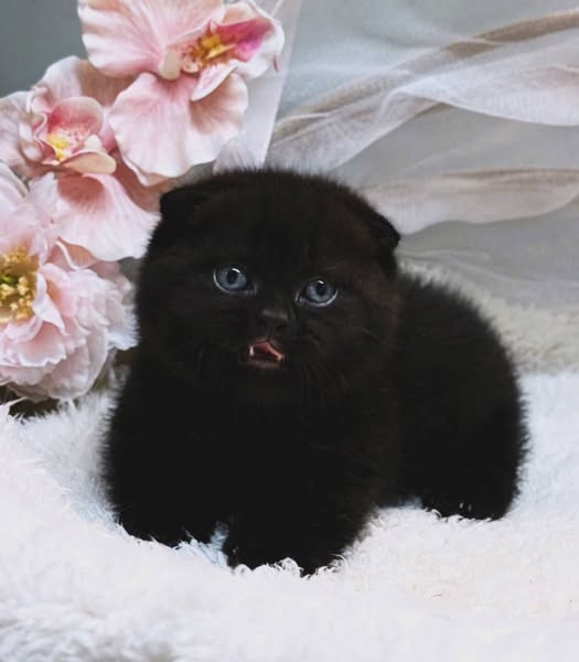 Munchkin Fold