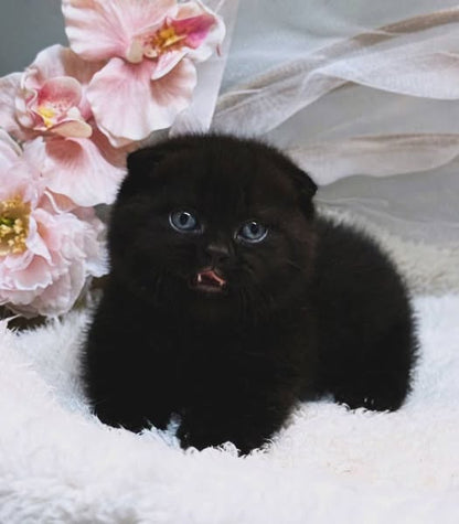 Munchkin Fold