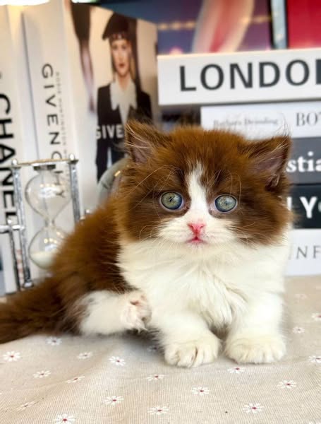 Munchkin Longhair