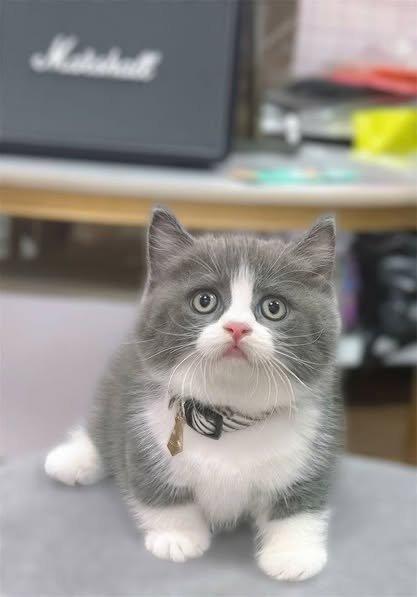 Munchkin
