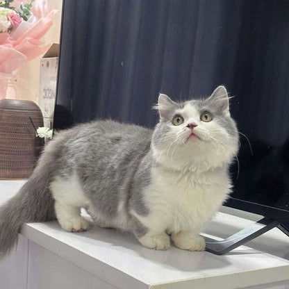 Munchkin Longhair
