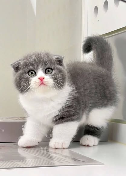 Scottish Fold