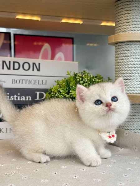 British Shorthair