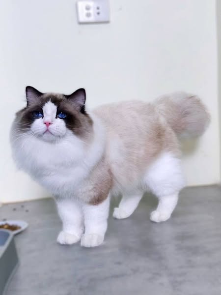 Ragdoll
