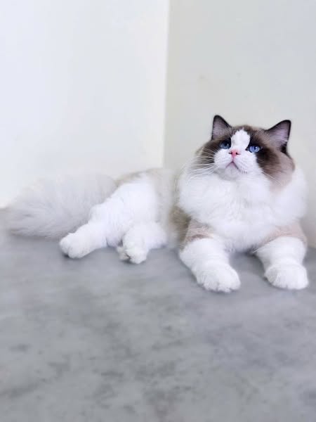 Ragdoll