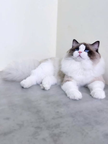 Ragdoll