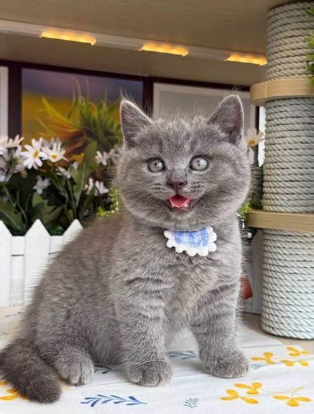 British Shorthair