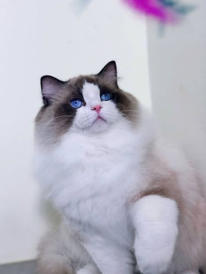 Ragdoll