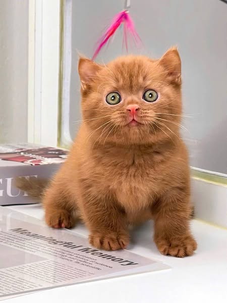 British Shorthair