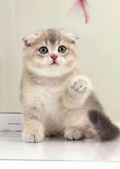Scottish Fold