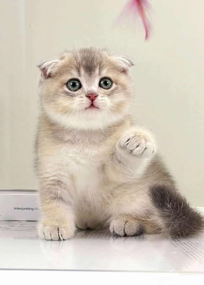 Scottish Fold