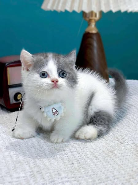 Munchkin