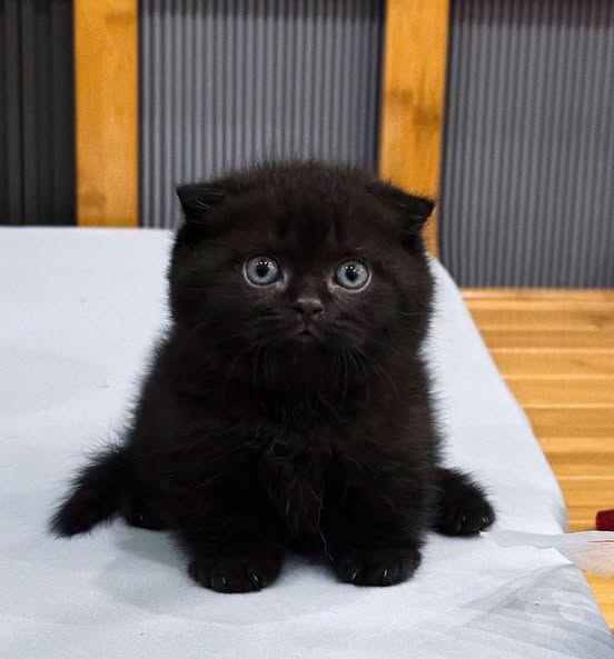 Munchkin Fold