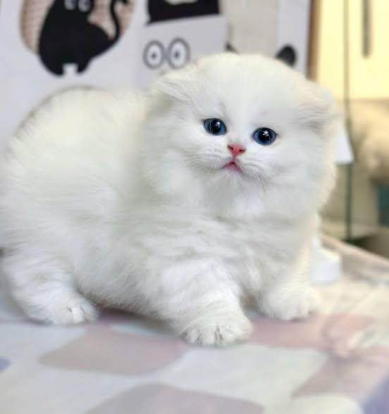 Munchkin Fold Longhair