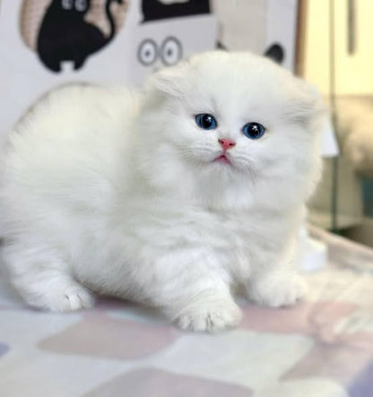 Munchkin Fold Longhair