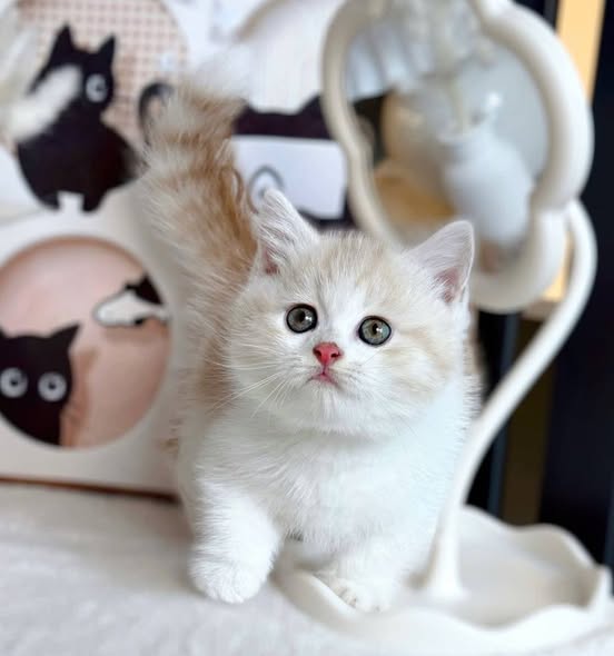 Munchkin
