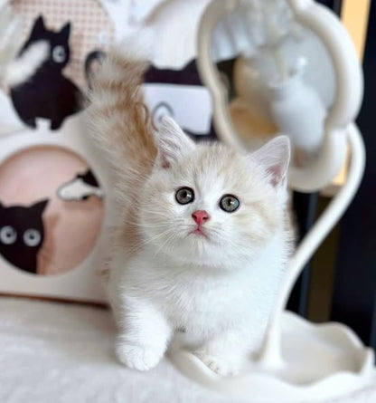 Munchkin