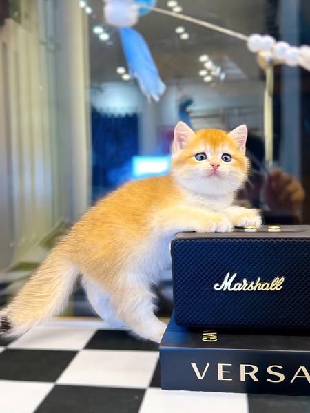 British Shorthair