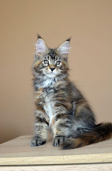Maine Coon