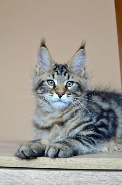 Maine Coon