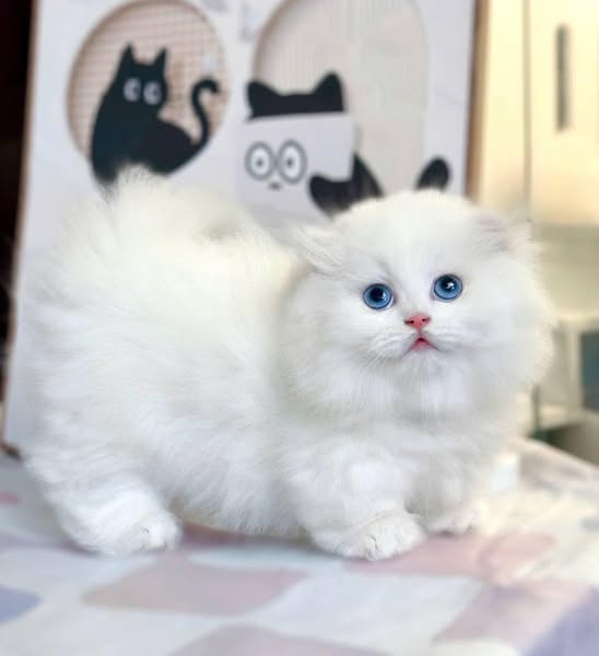 Munchkin Fold Longhair