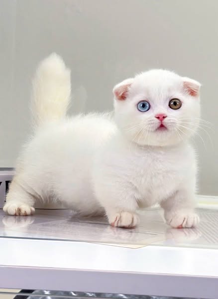 Munchkin Fold