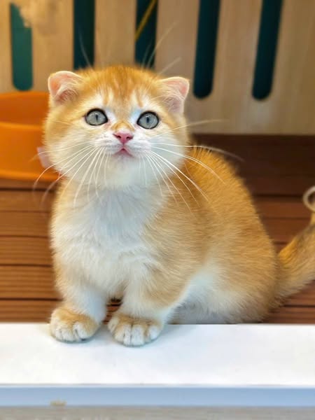 Munchkin Fold