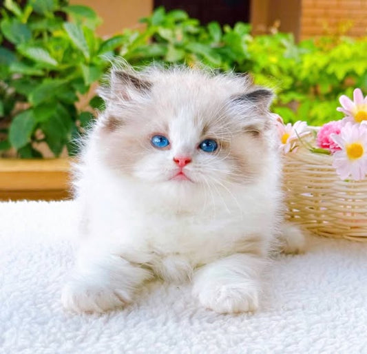 Ragdoll