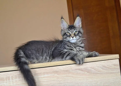 Maine Coon