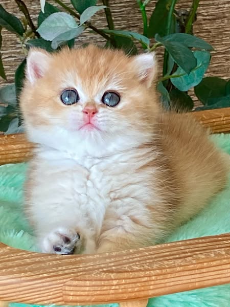 British Shorthair