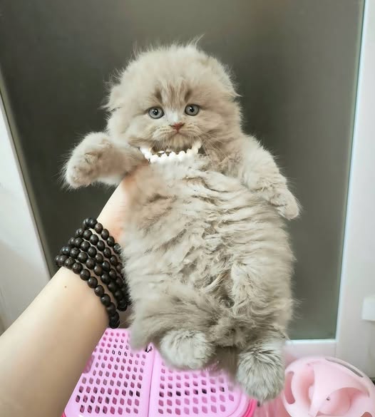 Scottish Fold Longhair