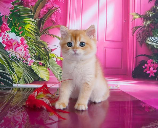 British Shorthair