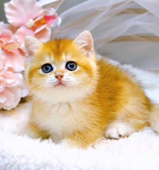 British Shorthair