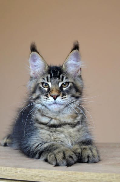 Maine Coon
