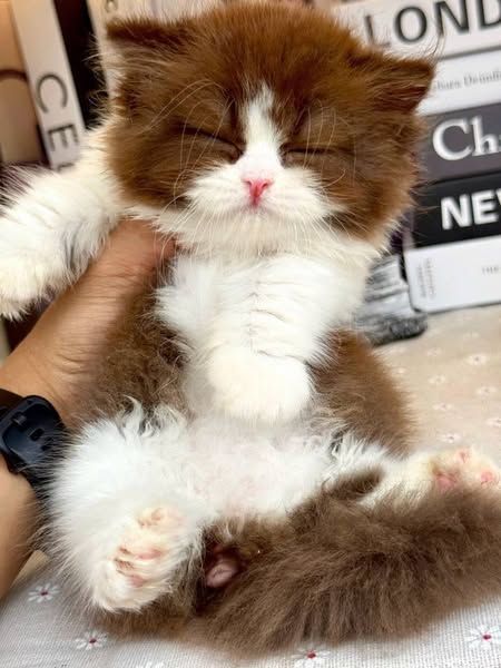 Munchkin Longhair
