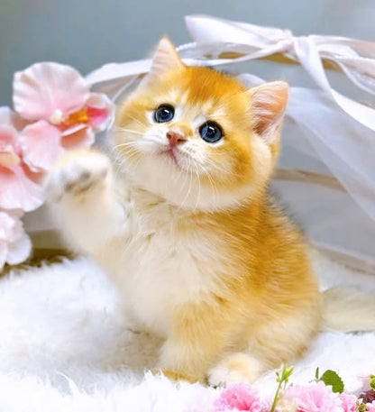 British Shorthair