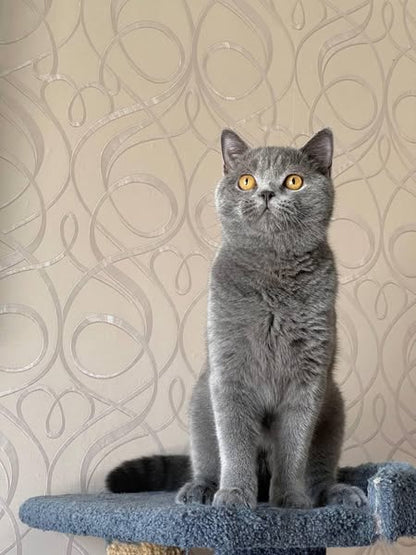 British Shorthair