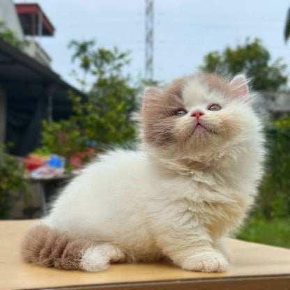 Munchkin Longhair
