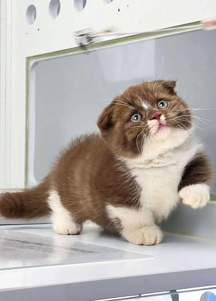 Munchkin Fold