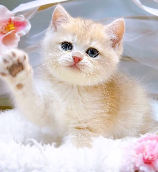 British Shorthair