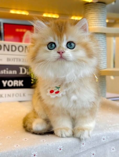 British Longhair