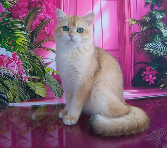 British Shorthair